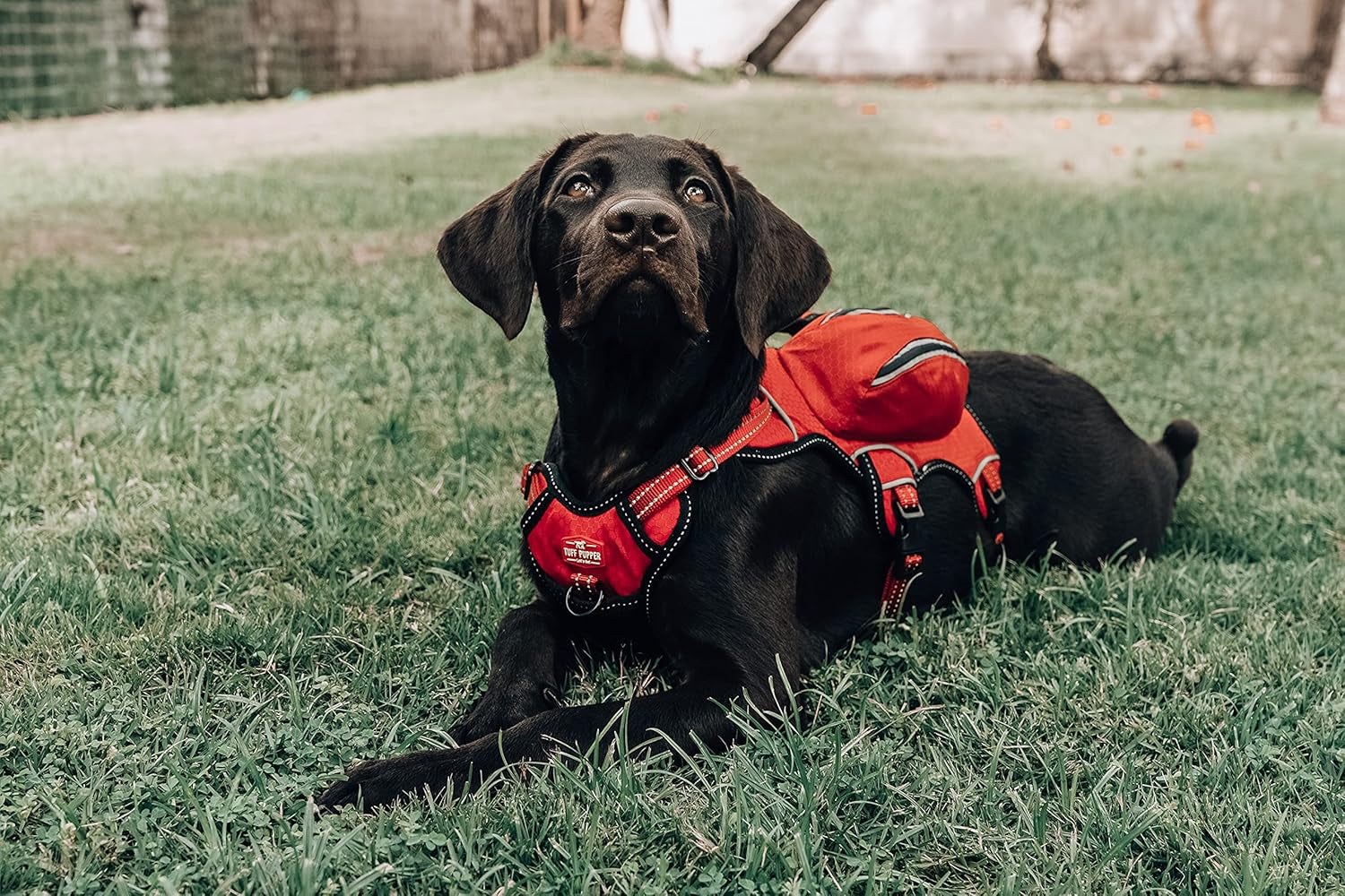Escape-Proof Dog Harness with Four Pockets, Waterproof Backpack, Full Body Lift Handle, 5-Point Adjustable Fit, 3M Reflective Safety Features, Ideal for Hiking and Day Trips