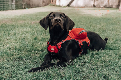 Escape-Proof Dog Harness with Four Pockets, Waterproof Backpack, Full Body Lift Handle, 5-Point Adjustable Fit, 3M Reflective Safety Features, Ideal for Hiking and Day Trips